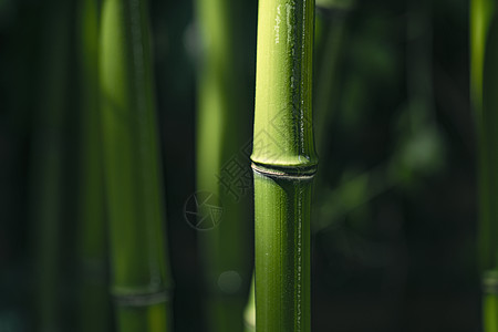 中国美景彩色图片美景竹林竹子背景