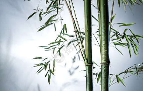 水珠效果图片视觉效果环境活力雾色中的竹林背景