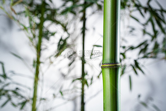 摄影植物学意境雾色中的竹林图片