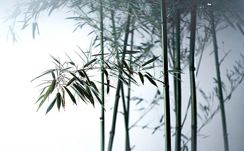阴影自然美风光雾色中的竹林图片