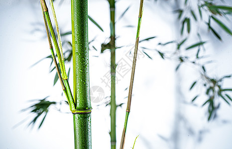 树干传统文化风光雾色中的竹林图片