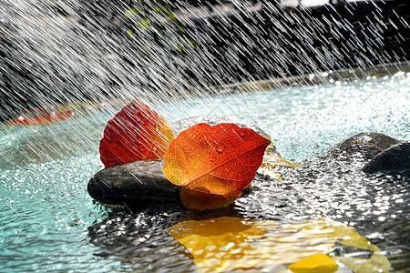 风景模糊自然美雨水里的红叶背景