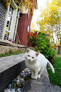 私家花园里的猫图片