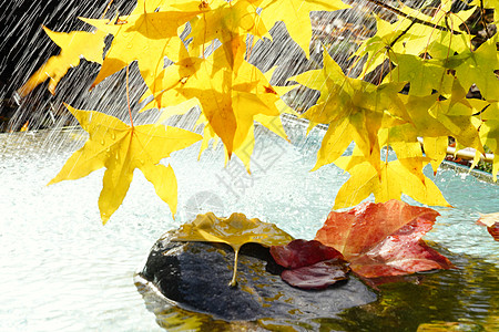 枫叶露珠黄色树叶倒影雨中的枫叶和落叶背景