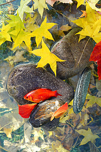 秋天池塘中的金鱼图片