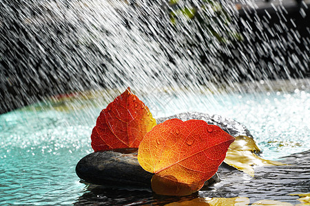 露珠阳光雨水里的红叶背景