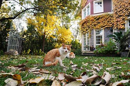 私家花园里的猫图片