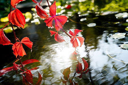 花园社区户外阳光下红色的爬山虎垂入池塘图片
