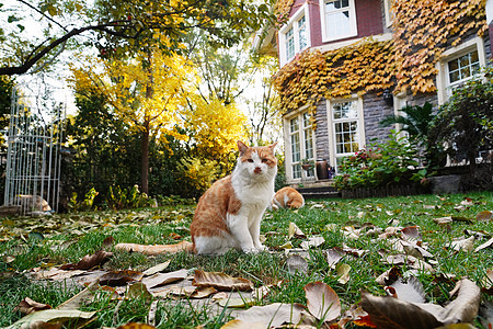 私家花园里的猫图片