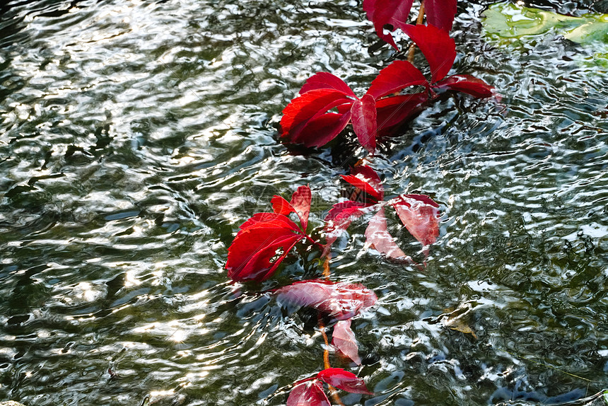 垂入水中的红色爬山虎图片