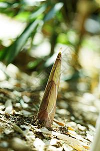 植物竹笋图片