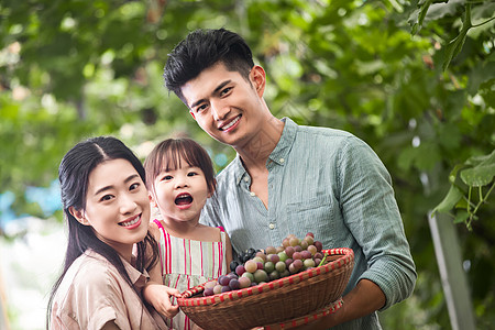 幸福家庭收获葡萄图片