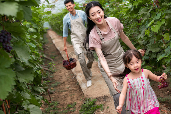 幸福夫妇在采摘蔬果图片