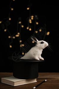 有趣的户内庆祝可爱的小兔子图片