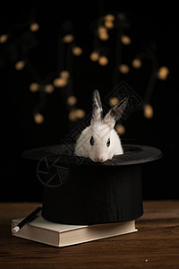 节日有趣的礼帽可爱的小兔子图片