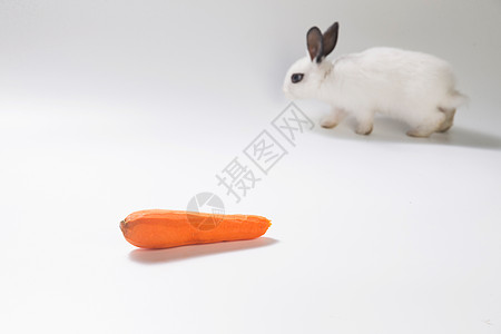 蔬菜水平构图留白可爱的小兔子吃胡萝卜图片