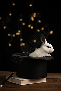 礼帽神秘的魔术棍可爱的小兔子图片