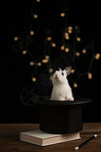 影棚拍摄垂直构图彩色图片可爱的小兔子图片