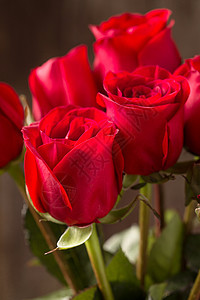 玫瑰花瓣垂直构图蔷薇科玫瑰花图片