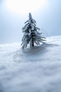 摄影雪景摄影彩色图片雪景圣诞树背景