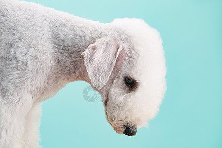 一只可爱的贝灵顿梗犬图片