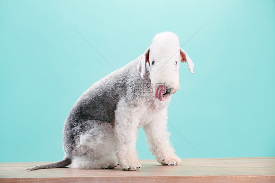 一只可爱的贝灵顿梗犬图片