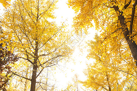 秋分树林彩色图片银杏树图片
