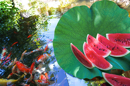 金鱼池塘上的荷叶西瓜图片