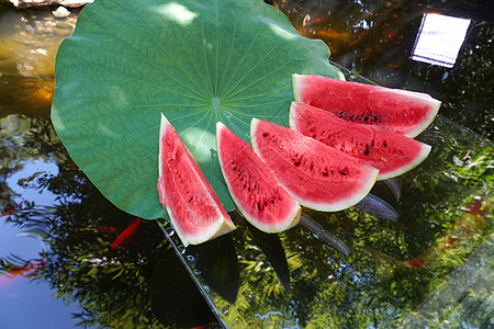 西瓜与荷花夏天池塘西瓜背景