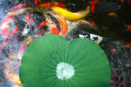 夏天池塘金鱼荷叶图片