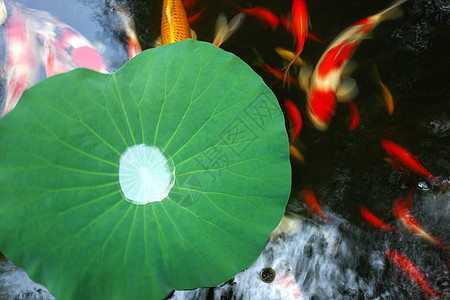 池塘金鱼荷叶图片