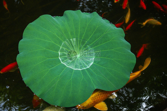 夏日的池塘图片