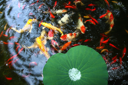 夏天池塘里的荷叶和金鱼图片