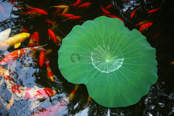 夏天池塘里的荷叶和金鱼图片