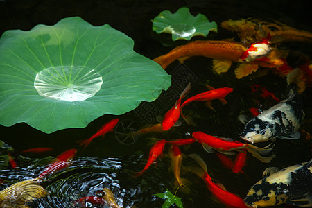 花园水池夏天池塘里的金鱼和荷叶背景