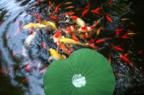 夏天池塘里的金鱼和荷叶图片