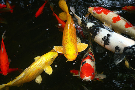夏天池塘里的金鱼和荷叶图片
