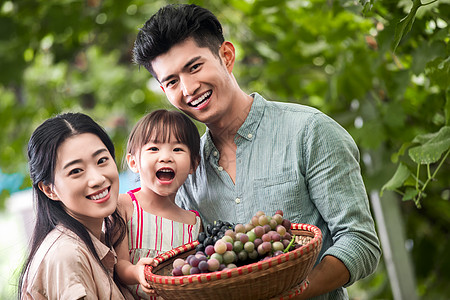 抱着果实的刺猬幸福家庭农场采摘背景