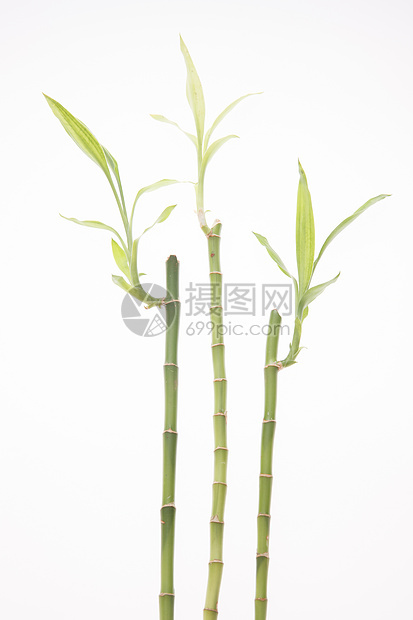 绿色植物垂直构图富贵竹图片