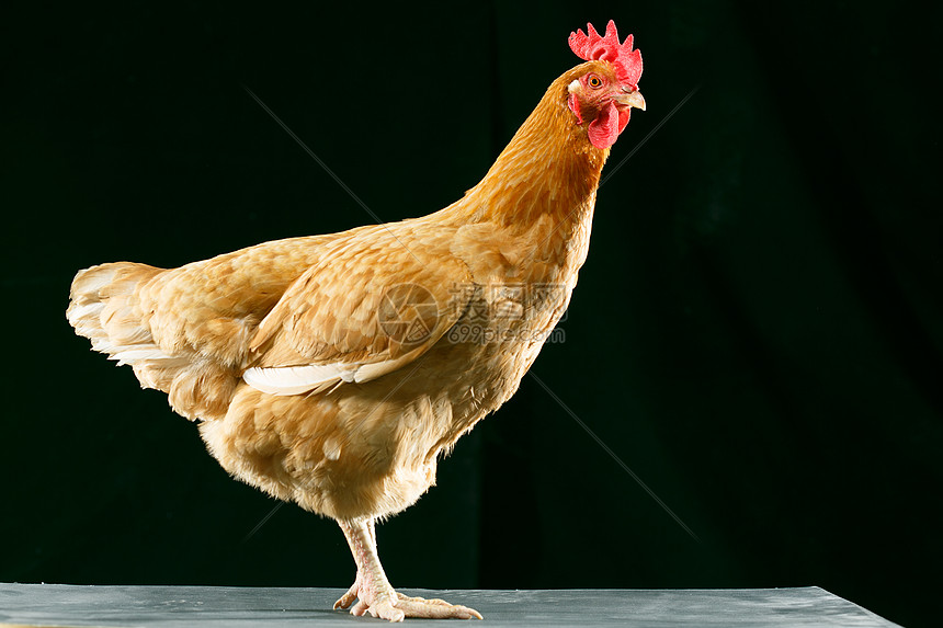 一只动物摄影彩色图片母鸡图片