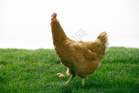 鸡蛋产卵农场母鸡图片