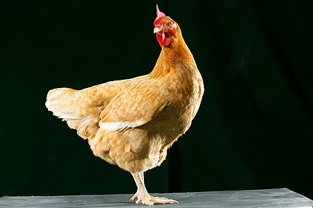 动物影棚拍摄散养家禽母鸡图片