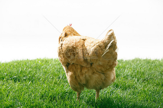 环境例行公事农产品市场母鸡图片