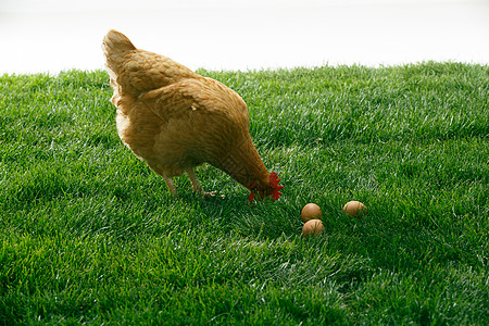 例行公事影棚拍摄农业母鸡图片