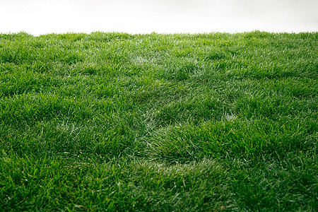 绿色的草地静物清新高清图片