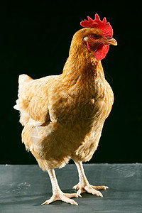 一只动物彩色图片牲畜母鸡图片