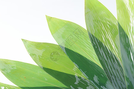 传统节日特产粽叶背景图片