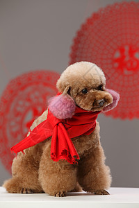 动物生肖新年可爱的贵宾犬安静高清图片素材
