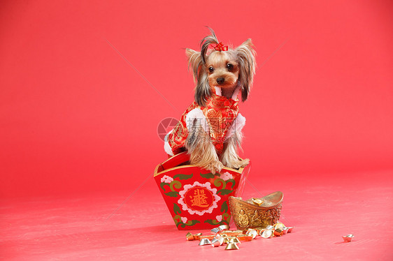 过年庆祝东方约克夏犬图片