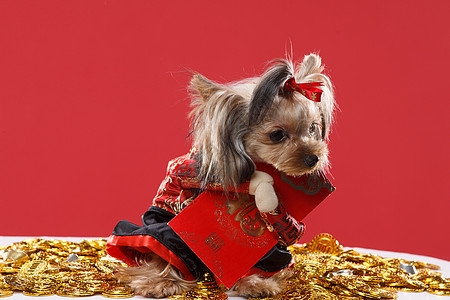 纯种狗传统安静可爱的约克夏犬图片
